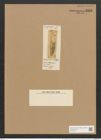 Amphora subpunctata Grove et Sturt. (de-Toni-Nr.: Genus 36, Species 1535) Zeichnungen Sammlung Grunow Nr. 2958 (NHMW-BOT-W0370314)